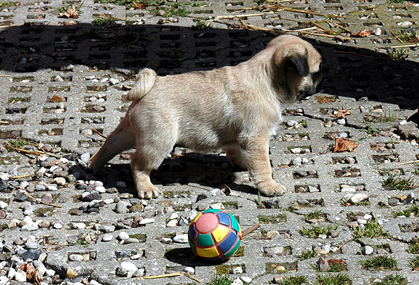 Effy Mops hvalp hundehvalp Mopser hvalpe hundehvalpe
