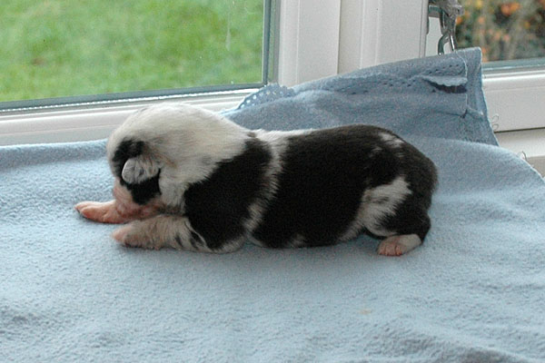 Elena Aussie hvalp hundehvalp Australian Shepherd hvalpe hundehvalpe