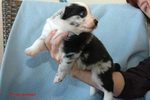 Elena Aussie hvalp hundehvalp Australian Shepherd hvalpe hundehvalpe