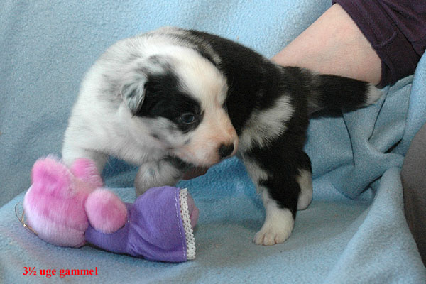 Elena Aussie hvalp hundehvalp Australian Shepherd hvalpe hundehvalpe