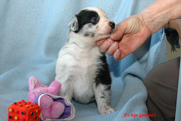 Elena Aussie hvalp hundehvalp Australian Shepherd hvalpe hundehvalpe