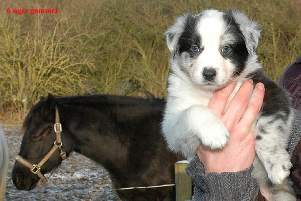 Elena Aussie hvalp hundehvalp Australian Shepherd hvalpe hundehvalpe