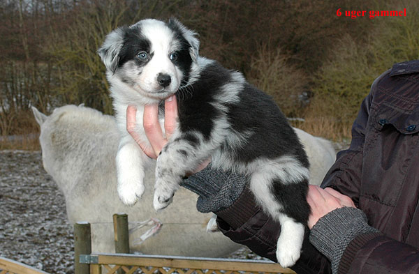Elena Aussie hvalp hundehvalp Australian Shepherd hvalpe hundehvalpe