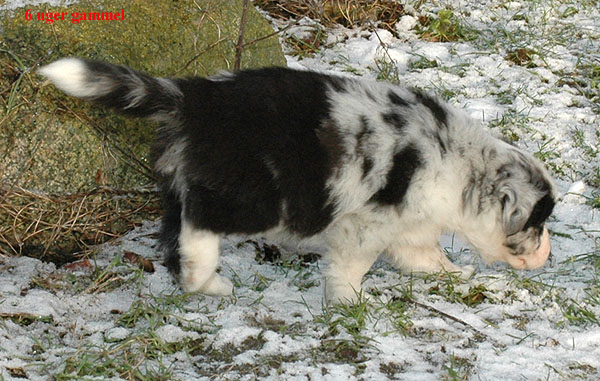Elena Aussie hvalp hundehvalp Australian Shepherd hvalpe hundehvalpe