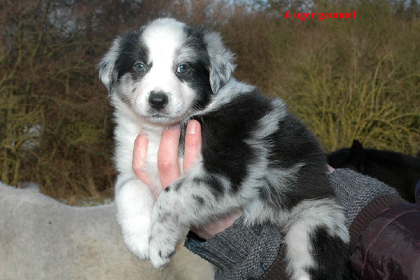 Elena Aussie hvalp hundehvalp Australian Shepherd hvalpe hundehvalpe