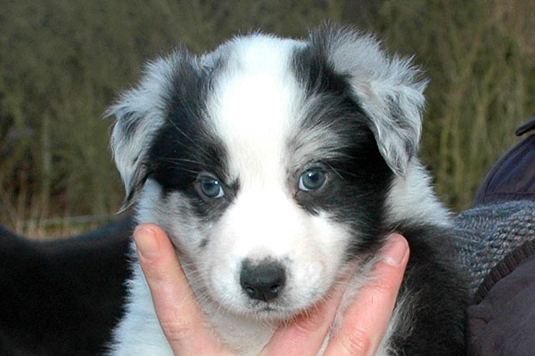 Elena Aussie hvalp hundehvalp Australian Shepherd hvalpe hundehvalpe