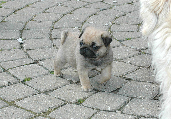Elias Mops hvalp hundehvalp Mopser hvalpe hundehvalpe