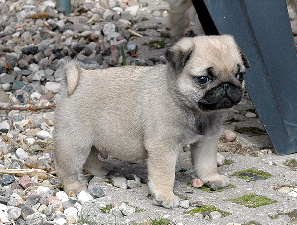 Elias Mops hvalp hundehvalp Mopser hvalpe hundehvalpe