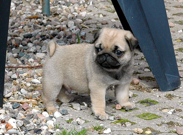 Elias Mops hvalp hundehvalp Mopser hvalpe hundehvalpe
