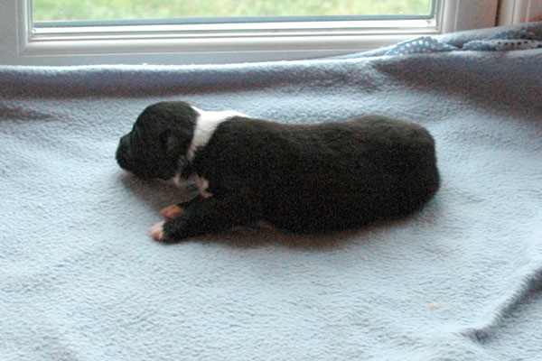 Eliza Aussie hvalp hundehvalp Australian Shepherd hvalpe hundehvalpe