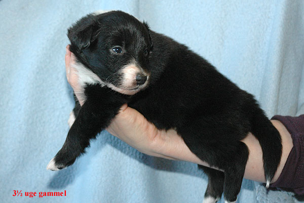Eliza Aussie hvalp hundehvalp Australian Shepherd hvalpe hundehvalpe