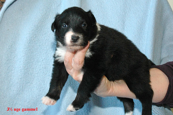 Eliza Aussie hvalp hundehvalp Australian Shepherd hvalpe hundehvalpe