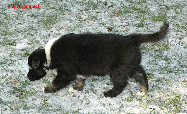 Eliza Aussie hvalp hundehvalp Australian Shepherd hvalpe hundehvalpe