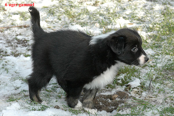 Eliza Aussie hvalp hundehvalp Australian Shepherd hvalpe hundehvalpe