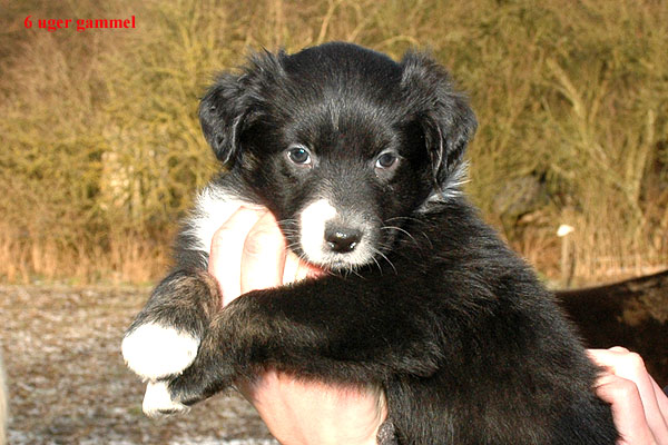 Eliza Aussie hvalp hundehvalp Australian Shepherd hvalpe hundehvalpe
