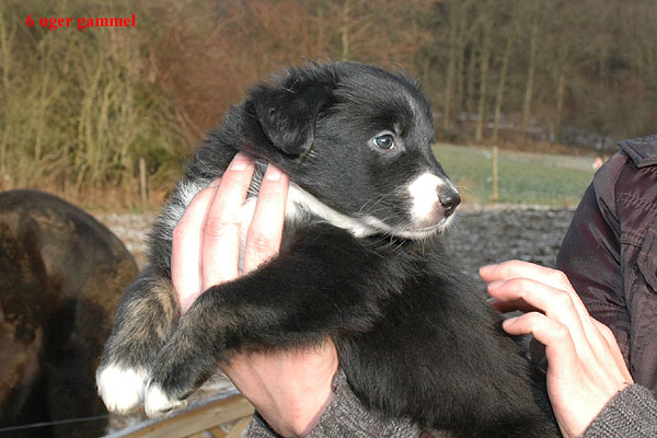 Eliza Aussie hvalp hundehvalp Australian Shepherd hvalpe hundehvalpe