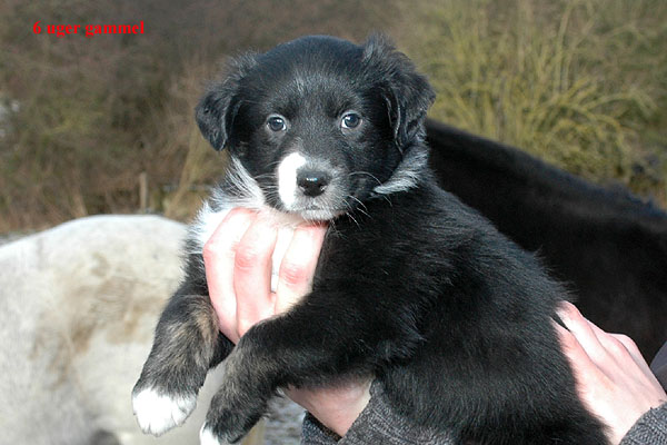 Eliza Aussie hvalp hundehvalp Australian Shepherd hvalpe hundehvalpe