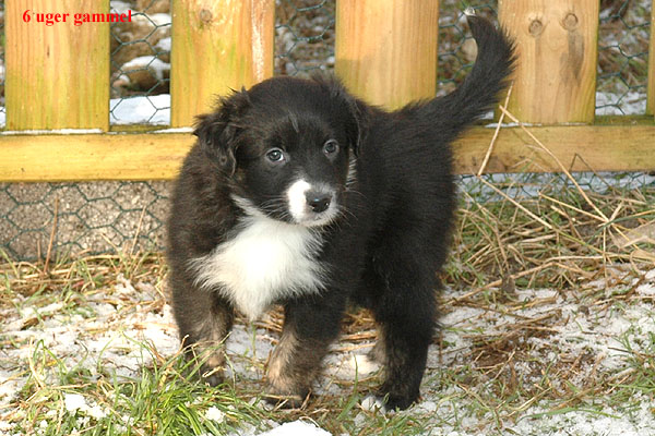 Eliza Aussie hvalp hundehvalp Australian Shepherd hvalpe hundehvalpe