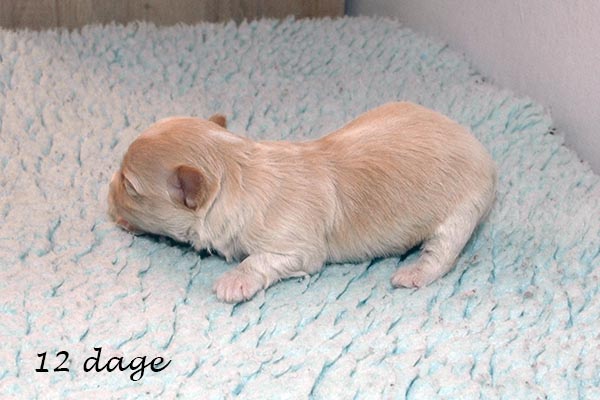 Elna bichon havanese hvalp hundehvalp bichon havanais hvalpe hundehvalpe