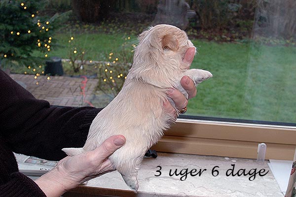 Elna bichon havanese hvalp hundehvalp bichon havanais hvalpe hundehvalpe