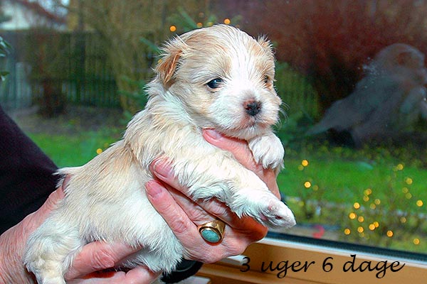 Elna bichon havanese hvalp hundehvalp bichon havanais hvalpe hundehvalpe