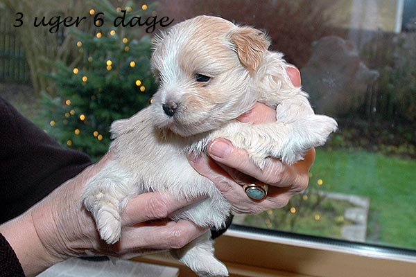 Elna bichon havanese hvalp hundehvalp bichon havanais hvalpe hundehvalpe