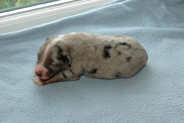 Ergan Aussie hvalp hundehvalp Australian Shepherd hvalpe hundehvalpe