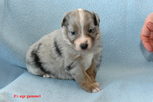 Ergan Aussie hvalp hundehvalp Australian Shepherd hvalpe hundehvalpe