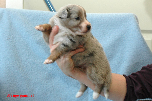 Ergan Aussie hvalp hundehvalp Australian Shepherd hvalpe hundehvalpe