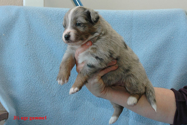 Ergan Aussie hvalp hundehvalp Australian Shepherd hvalpe hundehvalpe