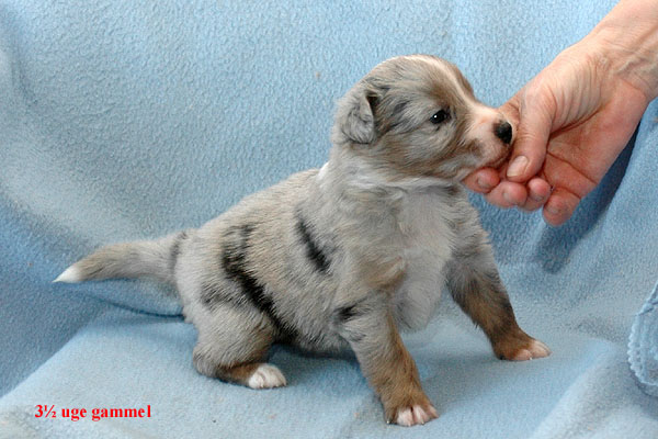Ergan Aussie hvalp hundehvalp Australian Shepherd hvalpe hundehvalpe