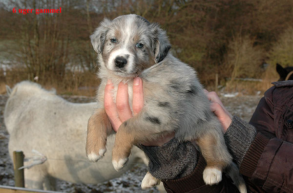 Ergan Aussie hvalp hundehvalp Australian Shepherd hvalpe hundehvalpe