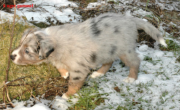 Ergan Aussie hvalp hundehvalp Australian Shepherd hvalpe hundehvalpe