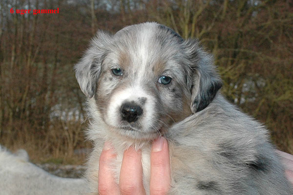 Ergan Aussie hvalp hundehvalp Australian Shepherd hvalpe hundehvalpe