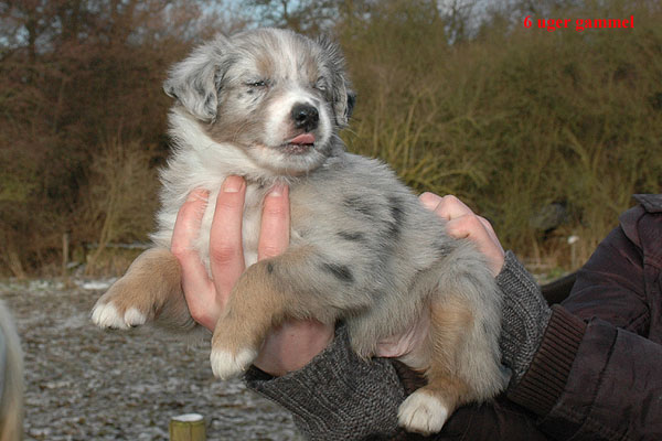 Ergan Aussie hvalp hundehvalp Australian Shepherd hvalpe hundehvalpe