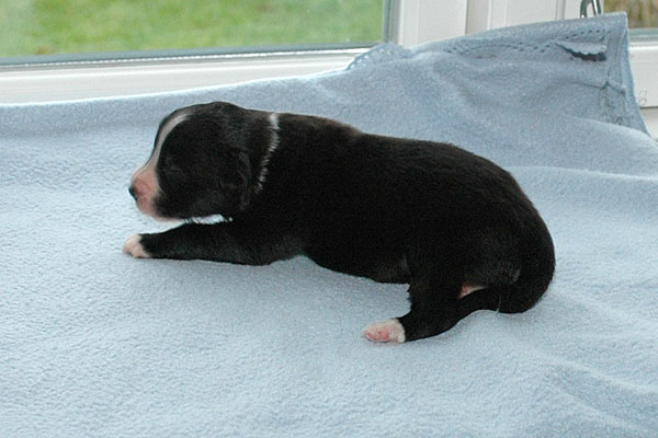 Ergo Aussie hvalp hundehvalp Australian Shepherd hvalpe hundehvalpe
