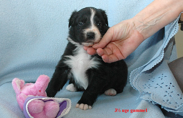 Ergo Aussie hvalp hundehvalp Australian Shepherd hvalpe hundehvalpe