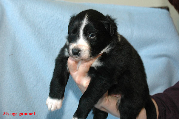 Ergo Aussie hvalp hundehvalp Australian Shepherd hvalpe hundehvalpe
