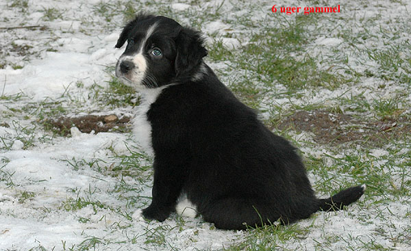 Ergo Aussie hvalp hundehvalp Australian Shepherd hvalpe hundehvalpe