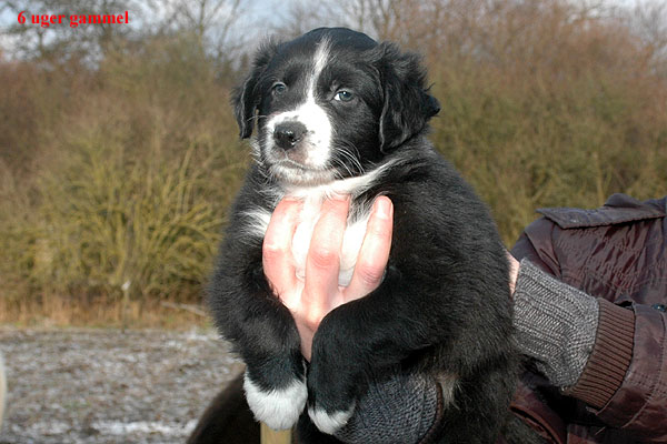 Ergo Aussie hvalp hundehvalp Australian Shepherd hvalpe hundehvalpe