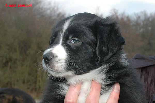 Ergo Aussie hvalp hundehvalp Australian Shepherd hvalpe hundehvalpe