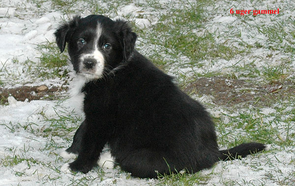 Ergo Aussie hvalp hundehvalp Australian Shepherd hvalpe hundehvalpe