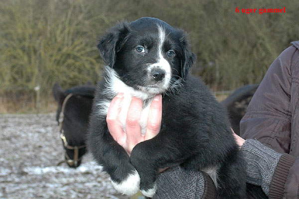 Ergo Aussie hvalp hundehvalp Australian Shepherd hvalpe hundehvalpe