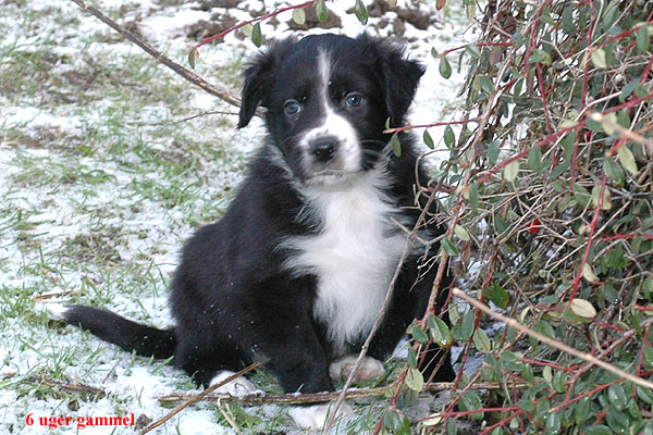 Ergo Aussie hvalp hundehvalp Australian Shepherd hvalpe hundehvalpe
