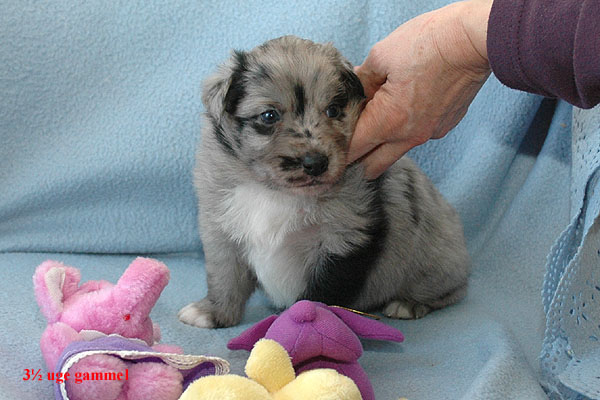 Erico Aussie hvalp hundehvalp Australian Shepherd hvalpe hundehvalpe