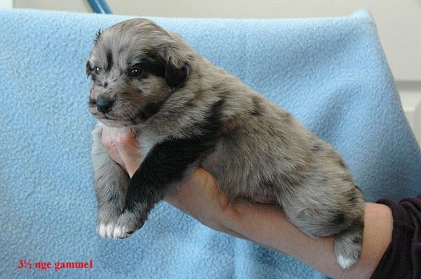 Erico Aussie hvalp hundehvalp Australian Shepherd hvalpe hundehvalpe