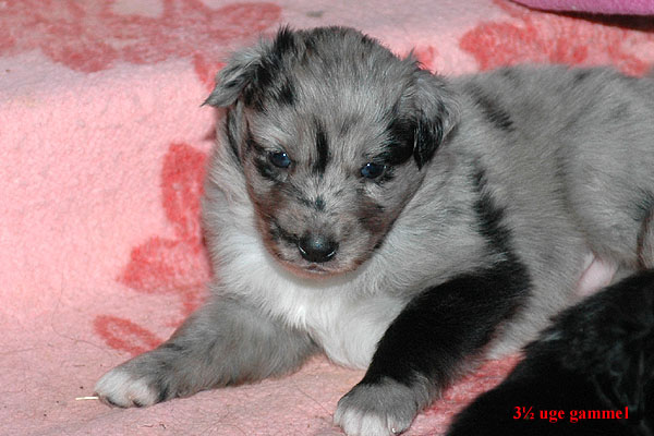 Erico Aussie hvalp hundehvalp Australian Shepherd hvalpe hundehvalpe