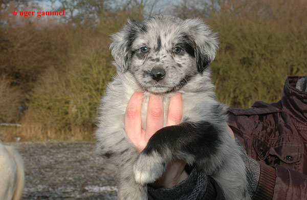 Erico Aussie hvalp hundehvalp Australian Shepherd hvalpe hundehvalpe