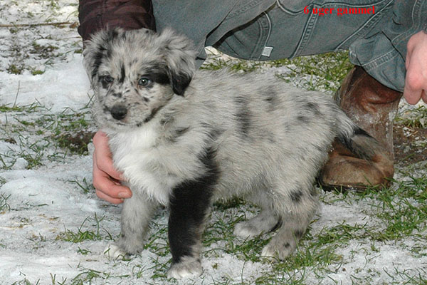 Erico Aussie hvalp hundehvalp Australian Shepherd hvalpe hundehvalpe