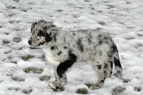 Erico Aussie hvalp hundehvalp Australian Shepherd hvalpe hundehvalpe